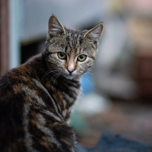 An image of domestic cat resting outdoor
