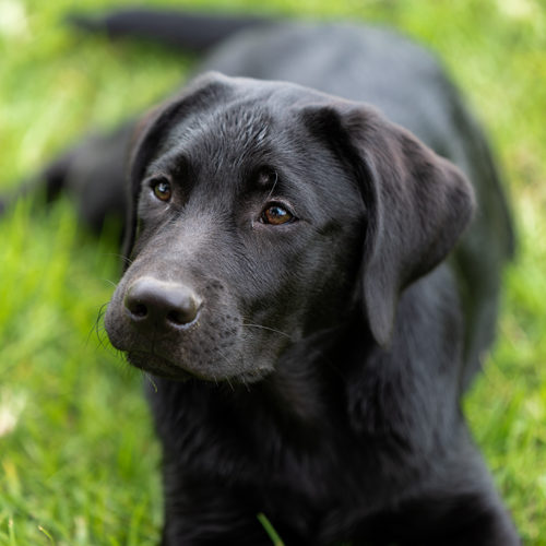 A portrait of a beautiful black Labrador puppy lying on grass.