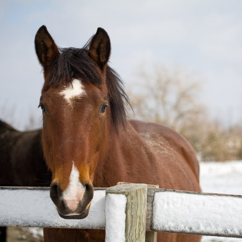 A thoroughbred horse standing at a snow-covered fence. Space available on right for copy/text.