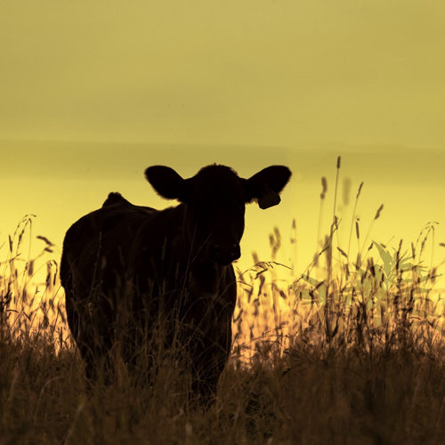 Angus heifer standing in tall grass in silhouette against a yellow background