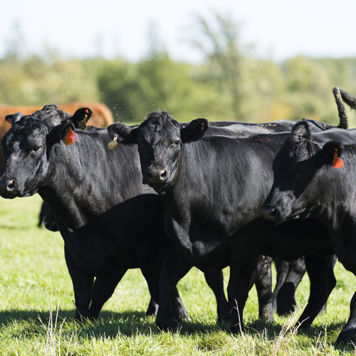 A herd of Black Angus Beef Cows