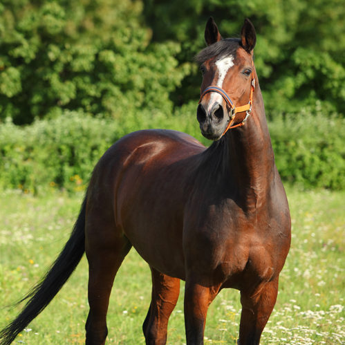 Brown dressage horse portrait on a green background  in summer farm