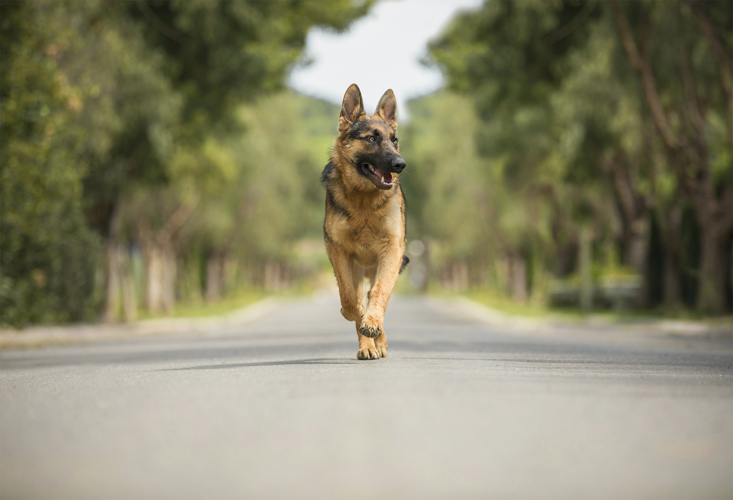 Perro corriendo