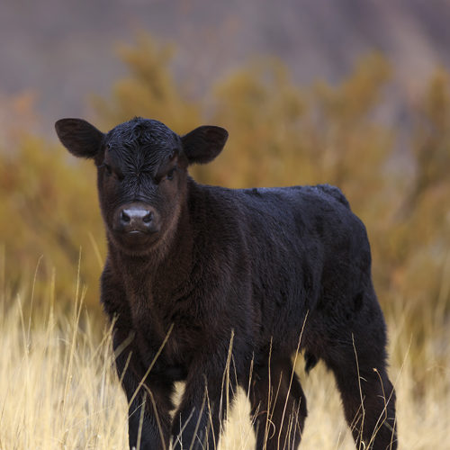 Cute baby black angus calf, Utah, USA.