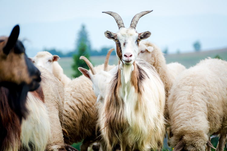 portrait of domestic goat on the pasture