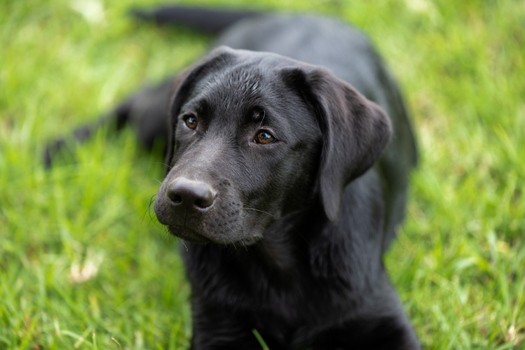 A portrait of a beautiful black Labrador puppy lying on grass.