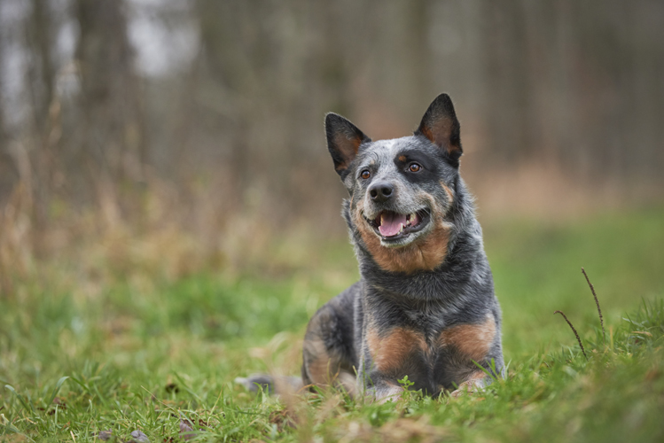 Australian Cattle Dog in the Belgian nature.