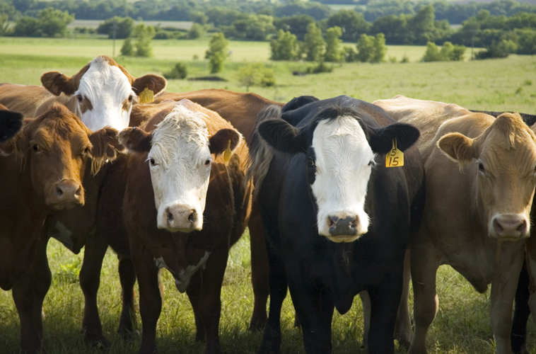 A group of young cows in Nebraska grass pasture