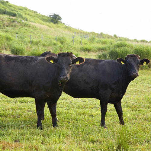 Wagyu beef