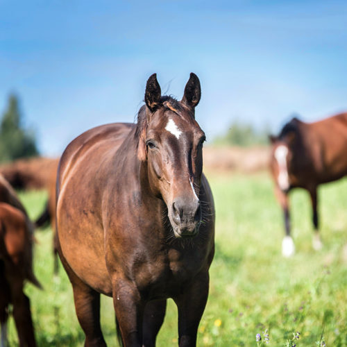 Herd of horses running on the spring pasture.